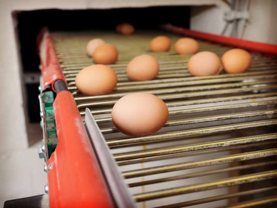 Frische Eiere aus Boden-und Freilandhaltung