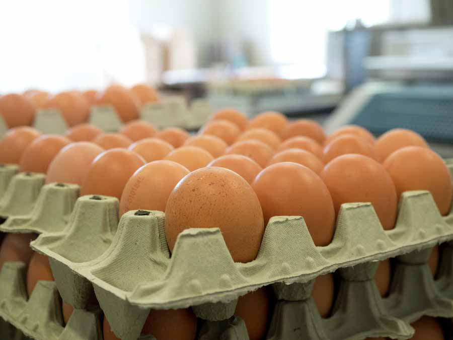 Frische Eiere aus Boden-und Freilandhaltung