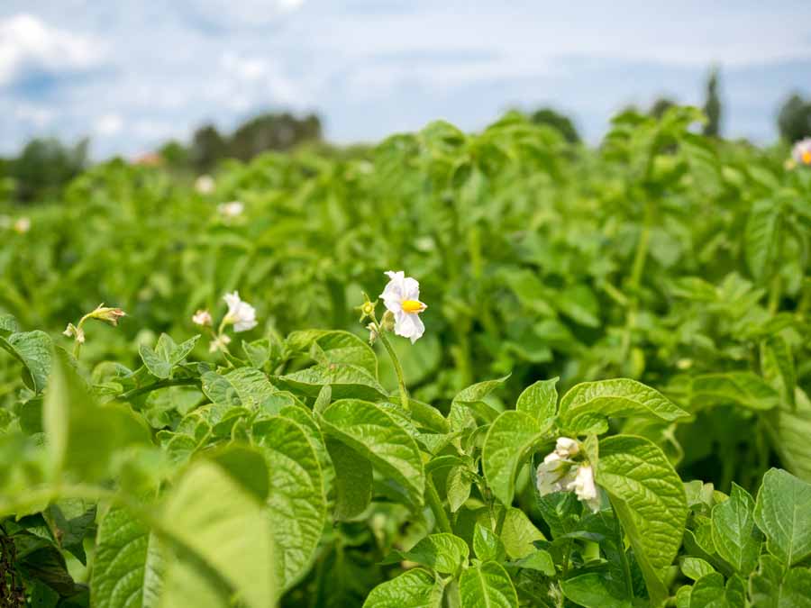 Frische Kartoffeln aus eiogenem Anbau