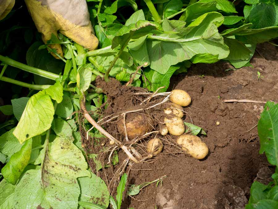 Frische Kartoffeln aus eiogenem Anbau