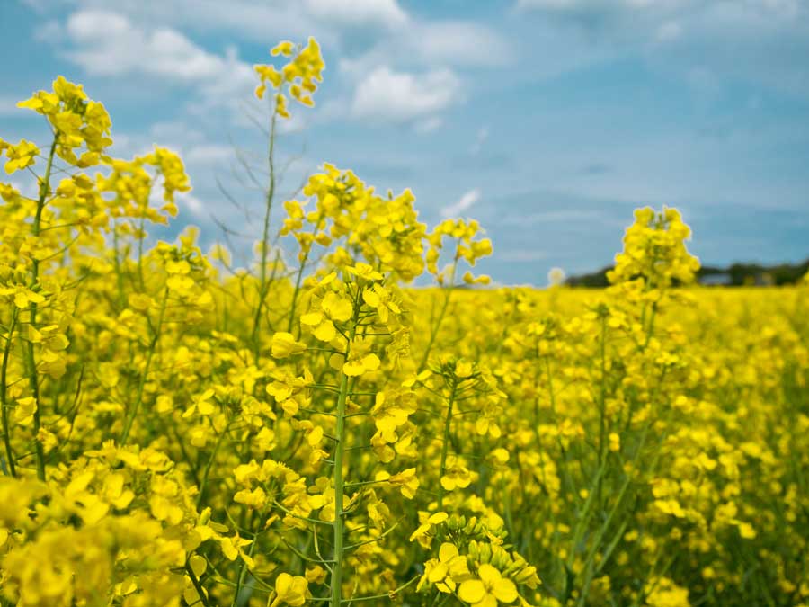 Spargel, Kartoffeln und Getreide