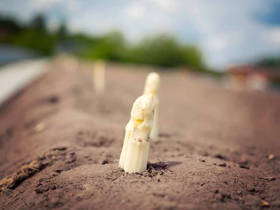 Frischer Spargel aus eigenem Anbau