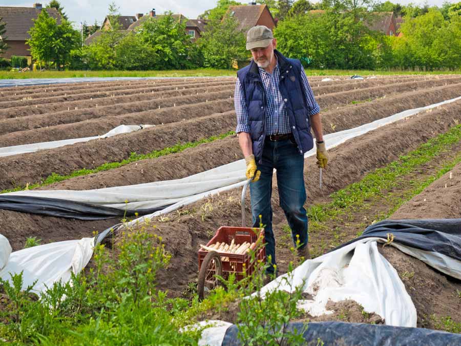 Frischer Spargel aus eigenem Anbau