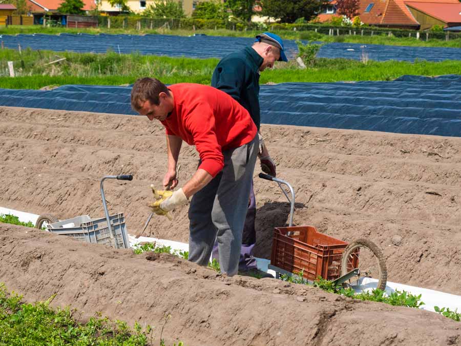 Frischer Spargel aus eigenem Anbau