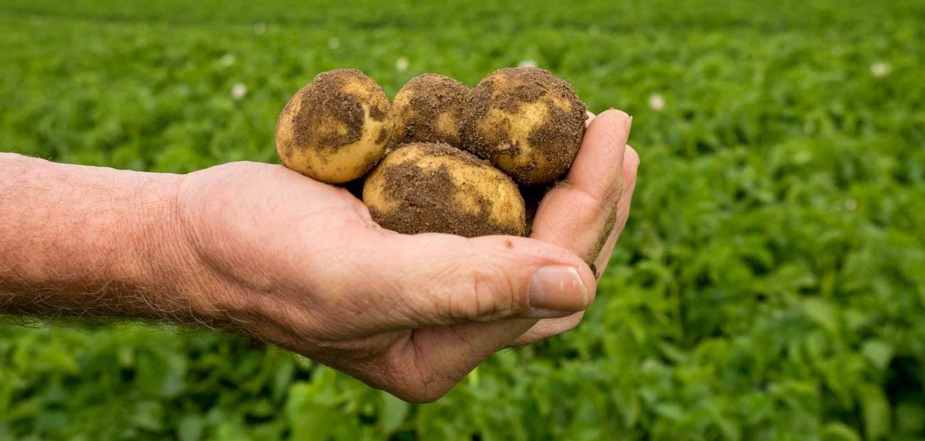 Kartoffeln aus eigenem Anbau