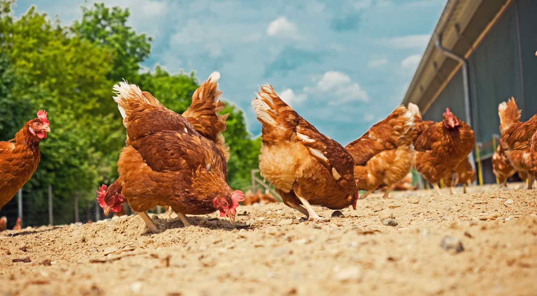 Im Jahre  2014 haben wir einen neuen Hühnerstall mit Boden-und Freilandhaltung nach neuesten tierfreundlichen und wirtschaftlichen Erkenntnissen errichtet. 