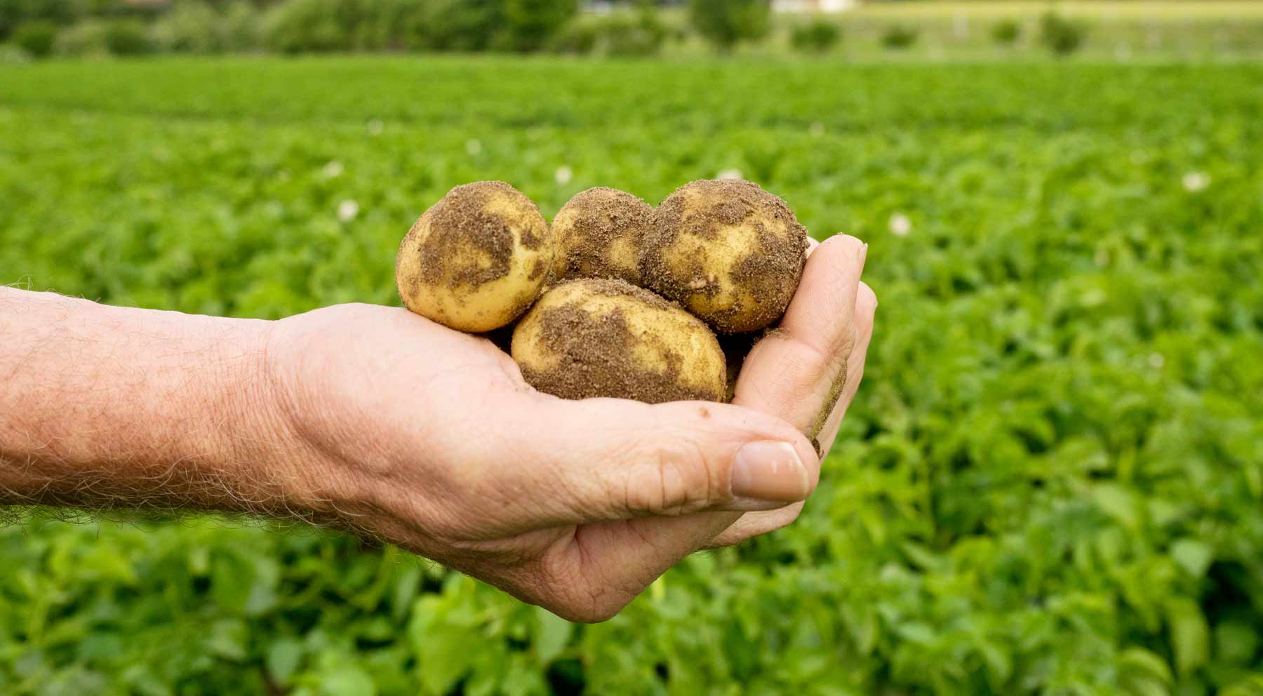 Kartoffeln  festkochend, schön gelb und von sehr gutem Geschmack. 